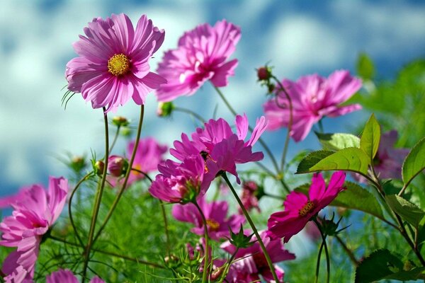 Beautiful flowers on a blue sky background