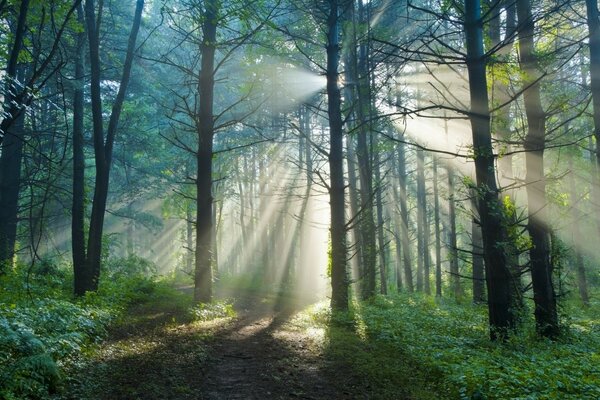 Leśny poranny krajobraz z promieniami światła