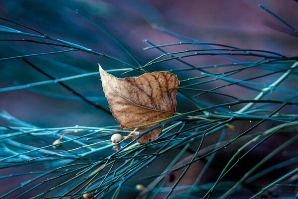 Blatt und Herbstbäume