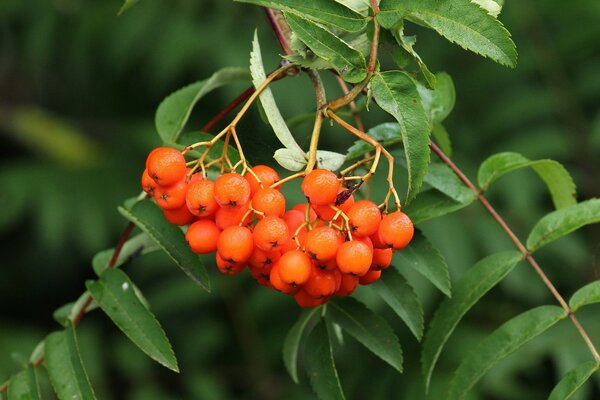 Rowan brush with red berries