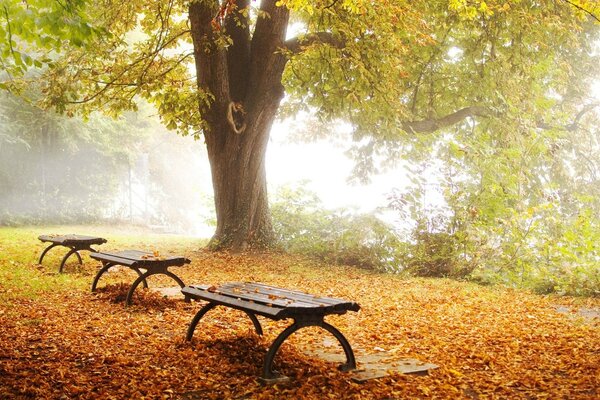 Bancos en un parque de otoño lleno de follaje caído