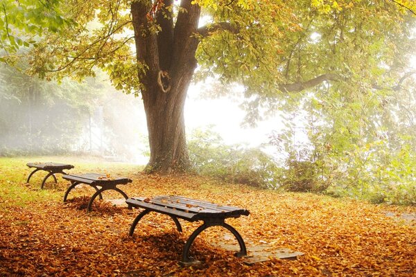 Скамейки в осеннем парке, полном опавшей листвы