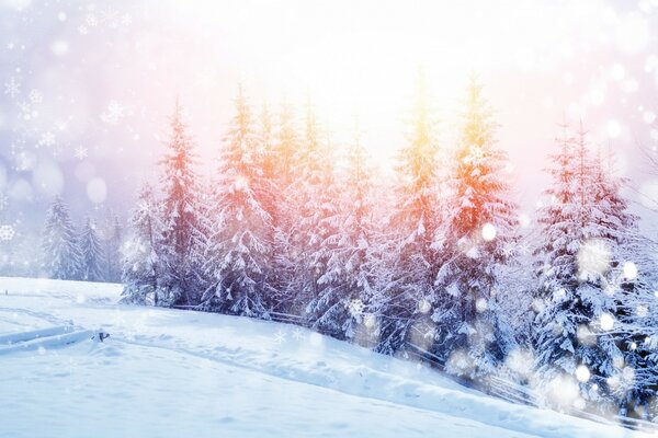 Paysage d arbres de Noël dans la neige