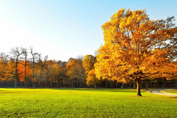 Beautiful view of the autumn forest