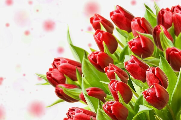 Bouquet of red tulips on a light background