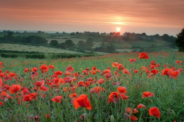 Coquelicots rouges dans le champ au coucher du soleil