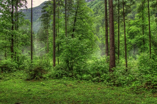 Foresta verde, bella vista