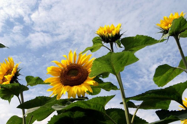 Girasoli su uno sfondo di cielo nuvoloso