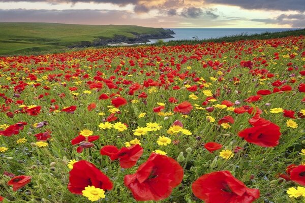 Prairie avec des fleurs rouges et jaunes sous un ciel nuageux