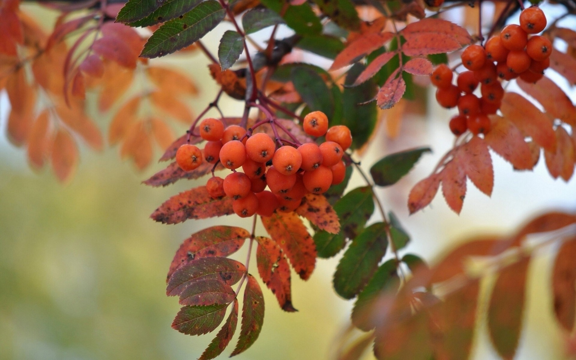 heet autumn brush rowan close up