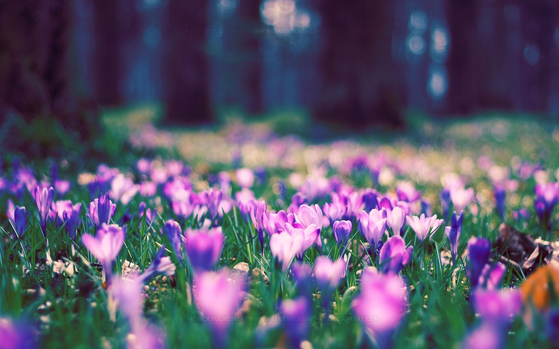 printemps parc fleur