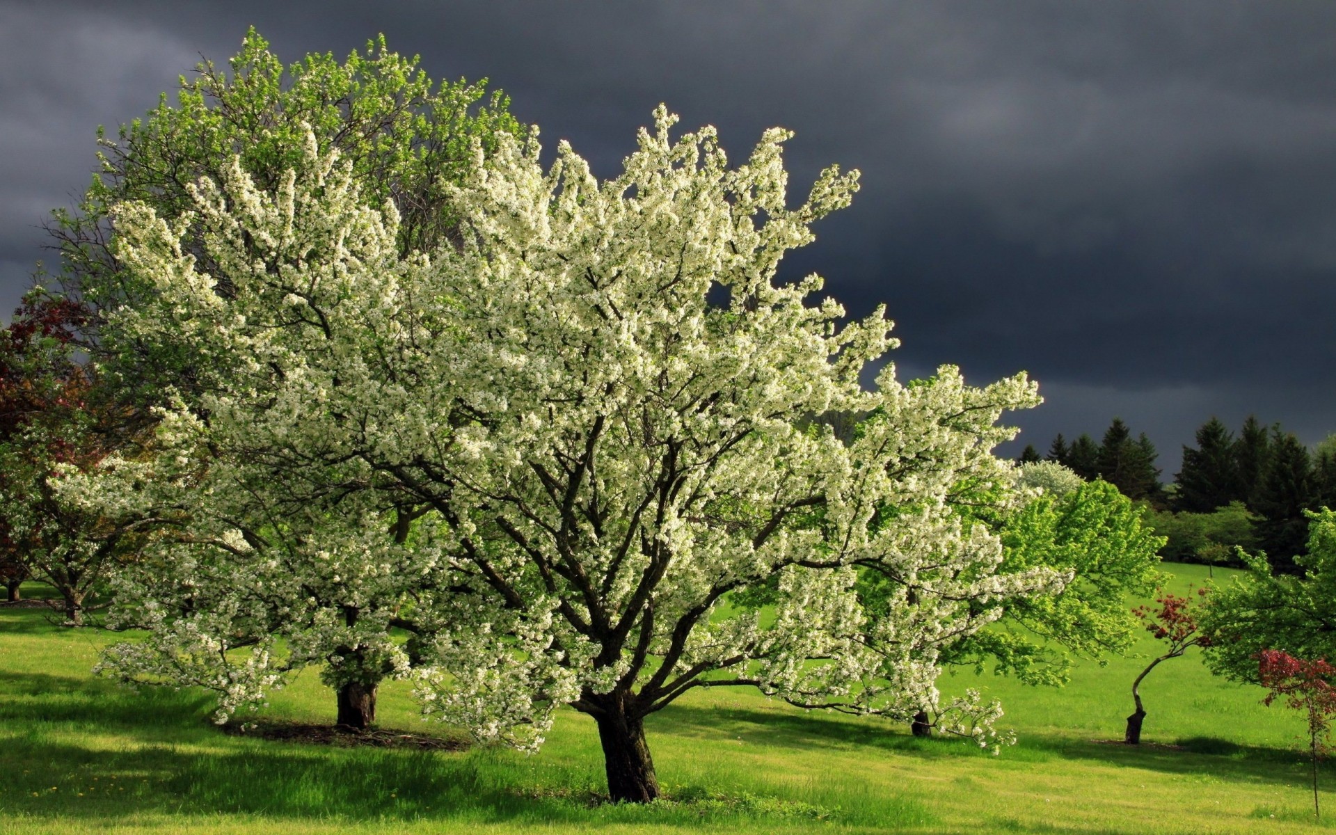 views clouds landscape flowering trees nature