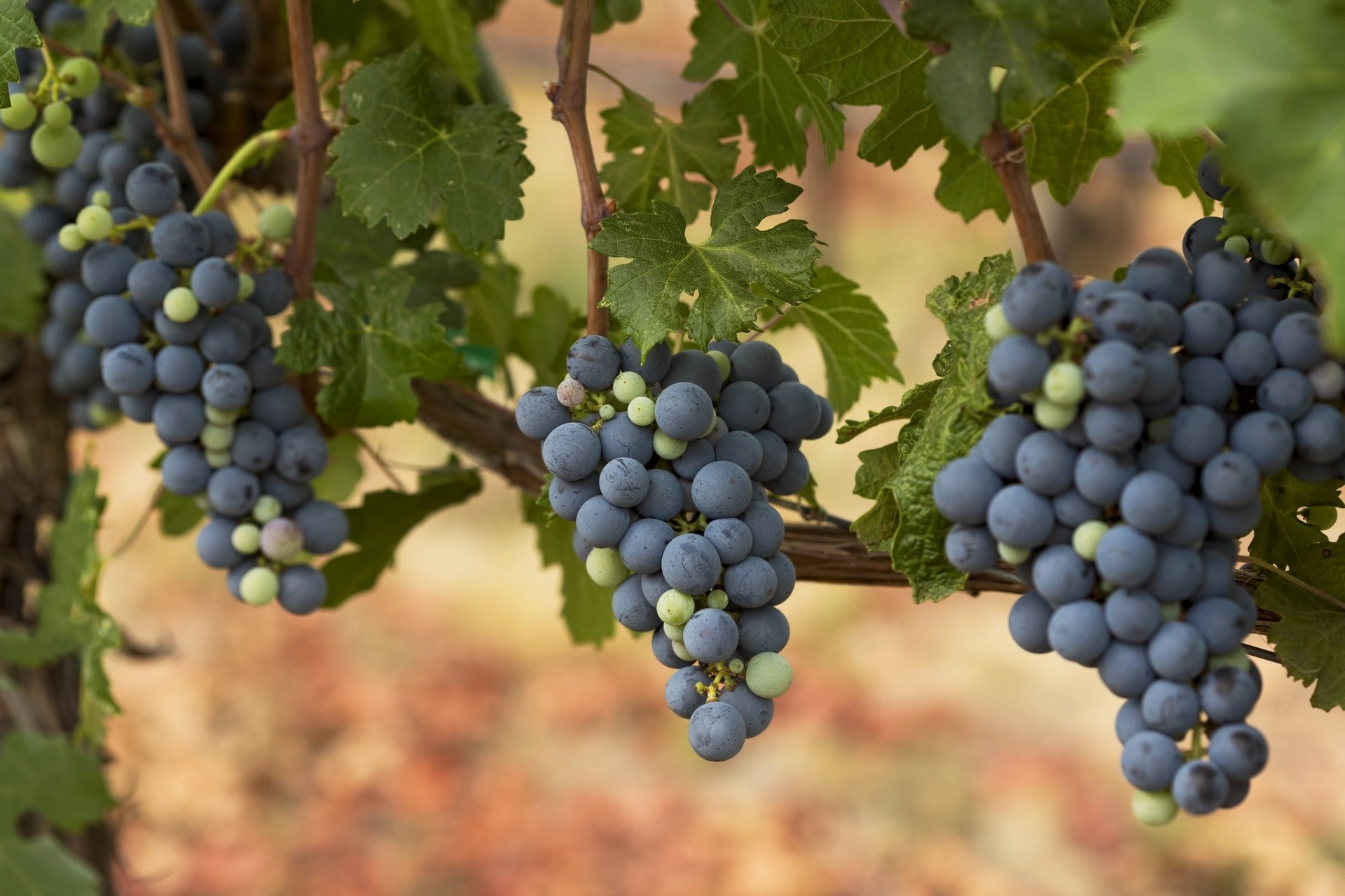 raisins grappes vigne