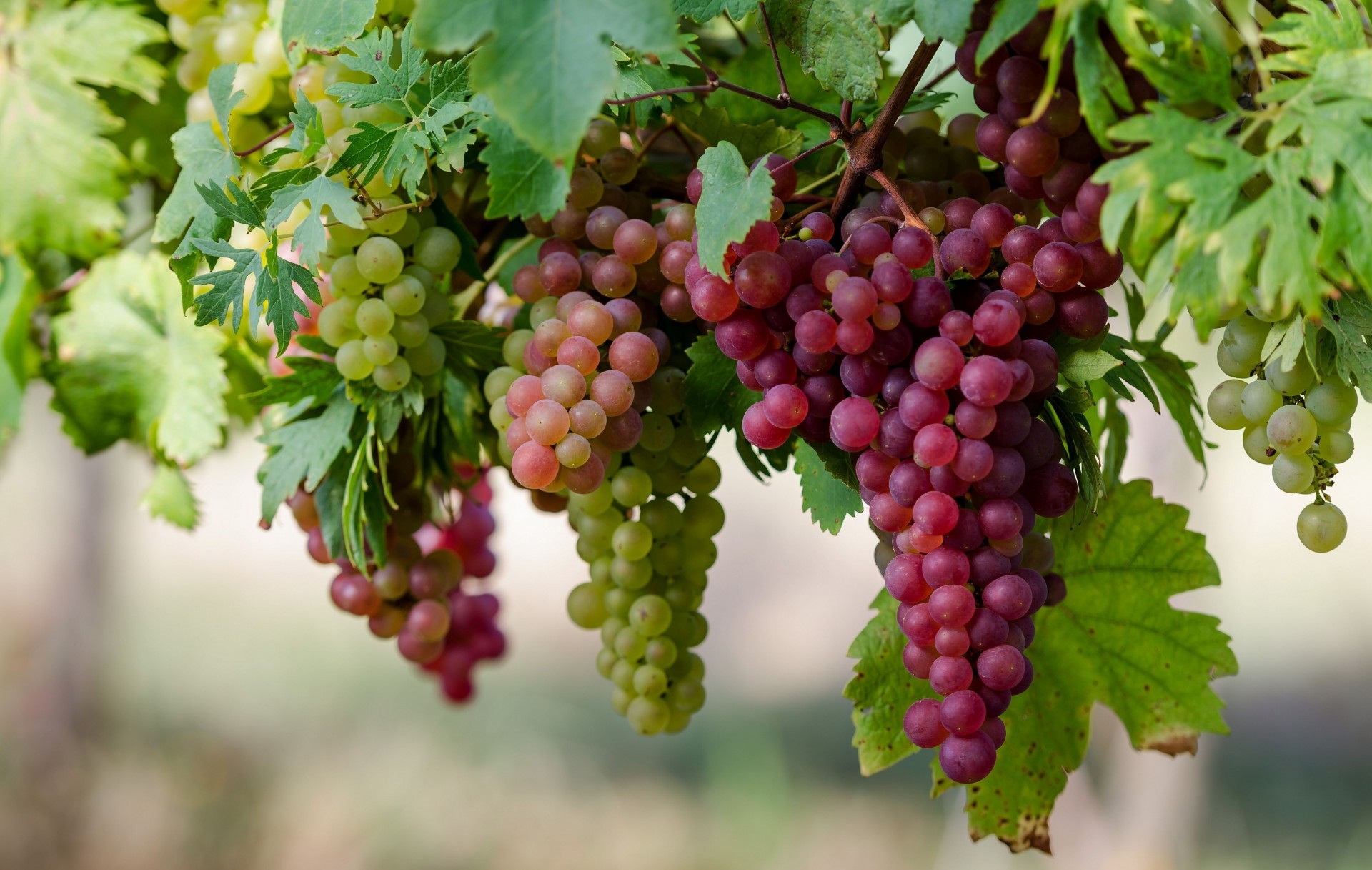 raisins gros plan baies grappes