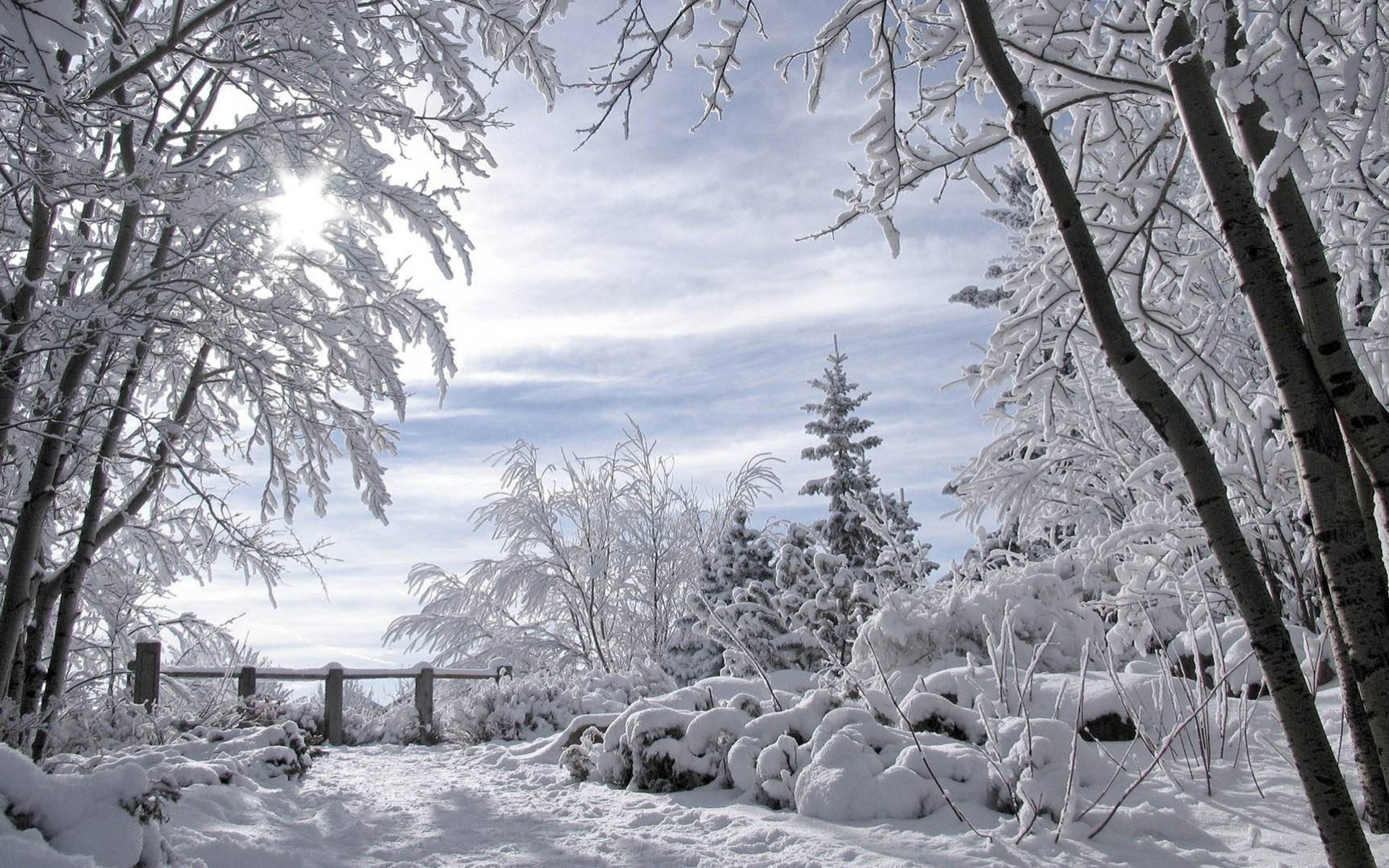 now forest landscape winter