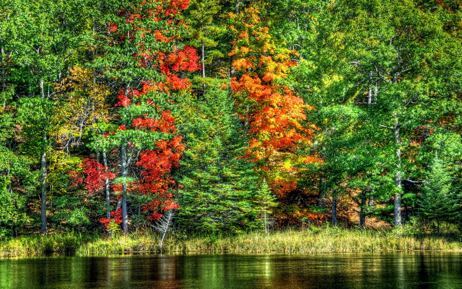 paesaggio natura lago alberi foresta acqua autunno