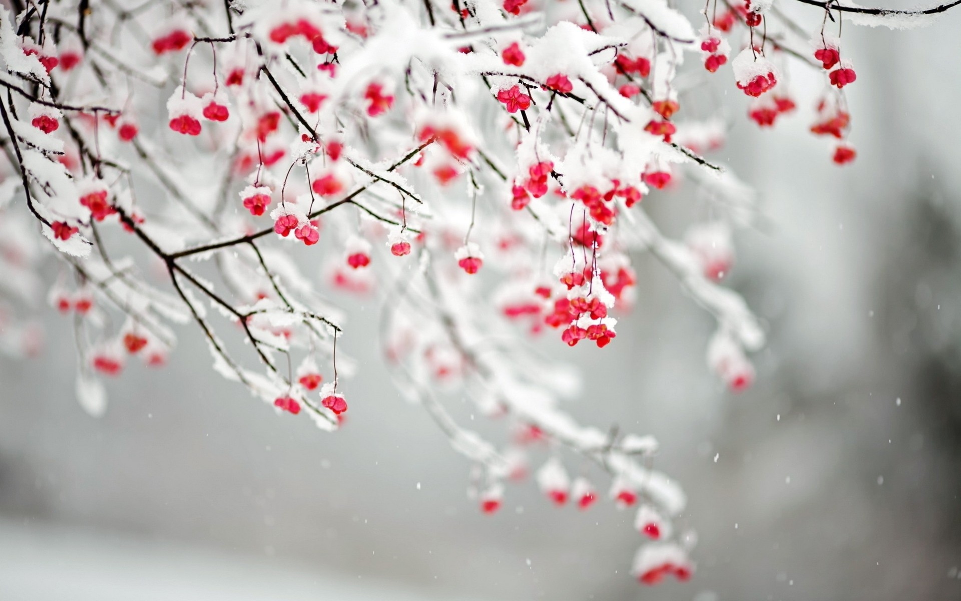 neige branches nature