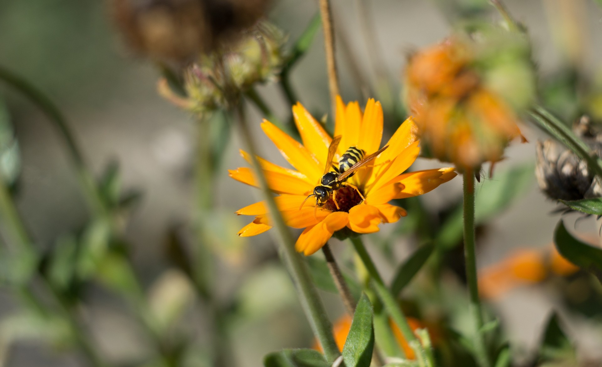 blumen makro biene natur