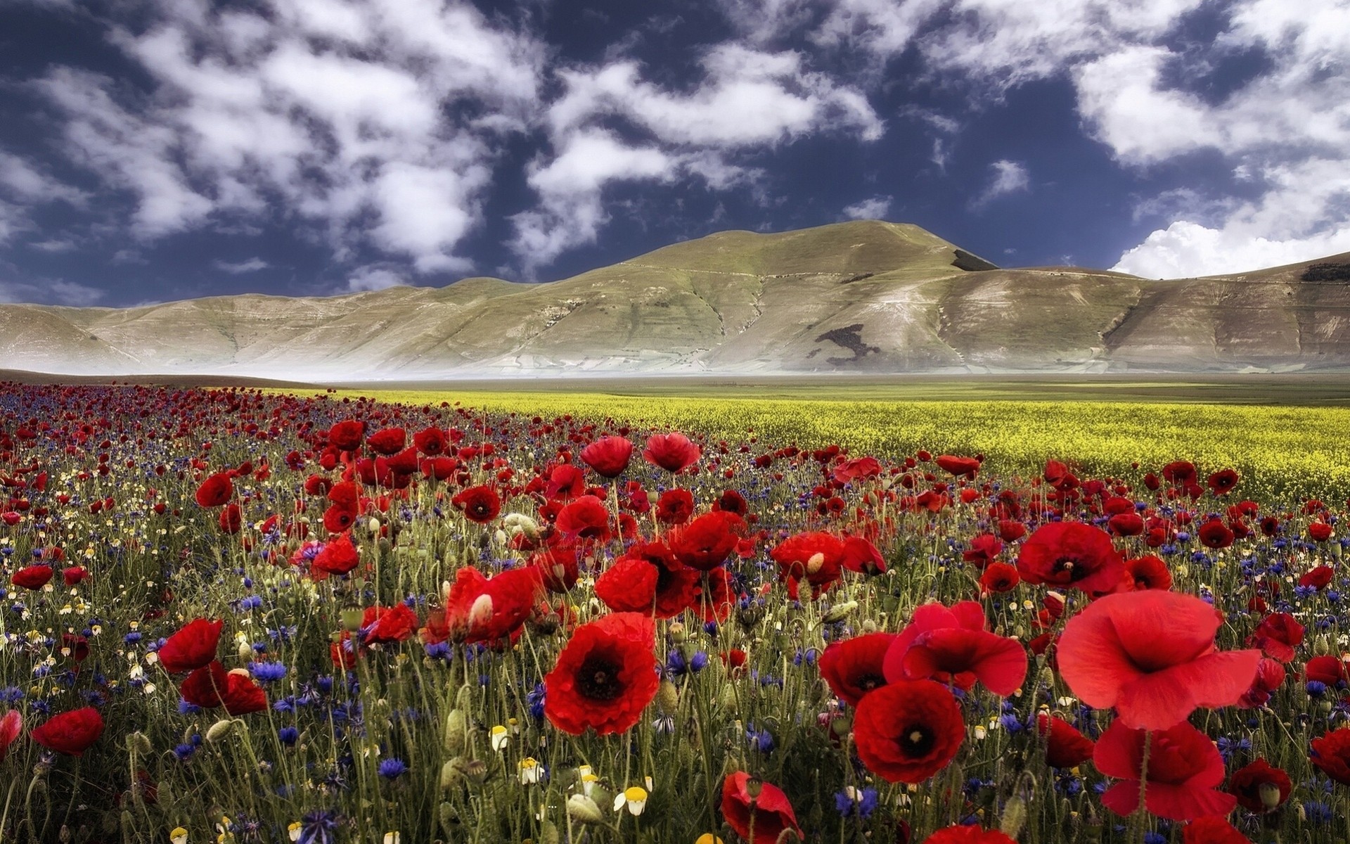 italia umbría apeninos flores amapolas acianos montañas prado