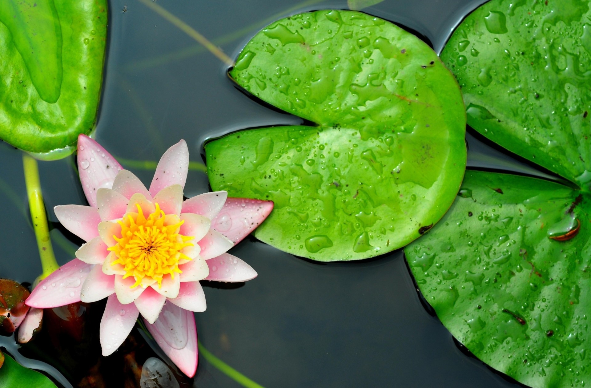 heet close up lilies water