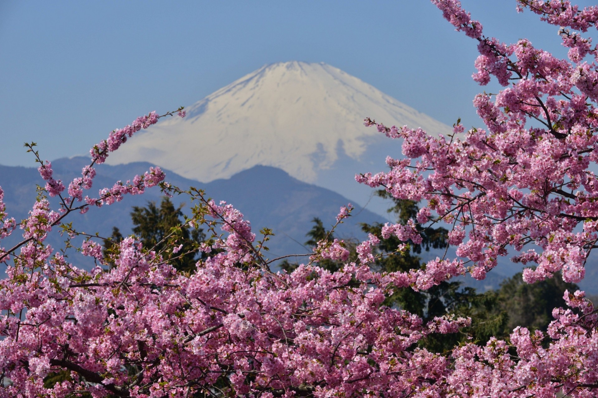 góra wulkan kwiat sakura fuji japonia