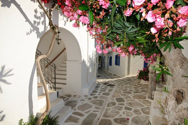 Santorini im Garten vor dem weißen Haus in Griechenland