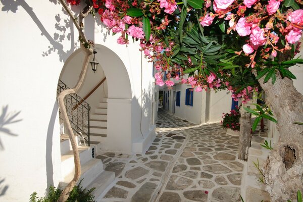 Santorini en el Jardín de la casa blanca en Grecia