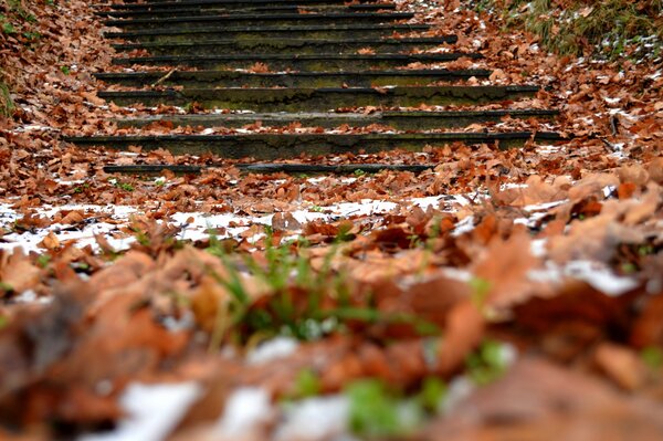 Herbstteppich auf den Stufen zum Himmel