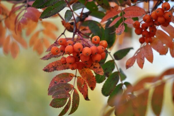 Die rote Frucht des Herbstes ist eine schöne Eberesche