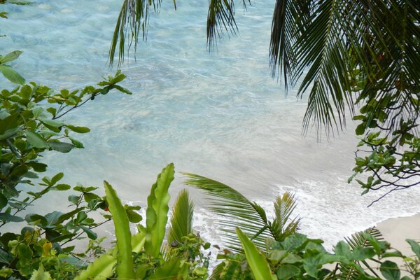 Palm leaves on the sea beach