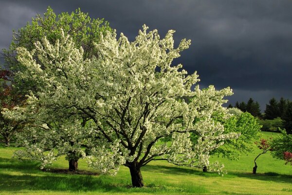 Piękne drzewo na tle czarnych chmur