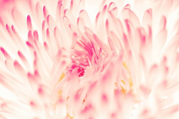 Pétalos rosados de la flor del áster