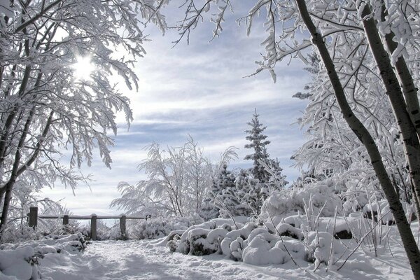 Winter snowy forest landscape