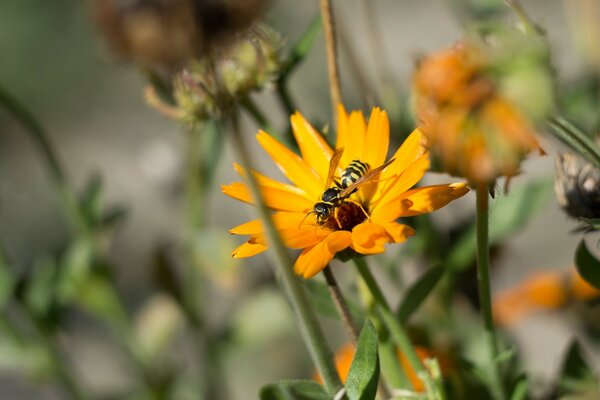 Macro photo of a bee on a yellow flower