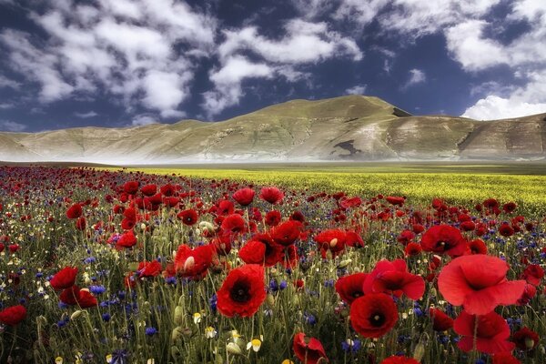 Red poppies on a mountain background