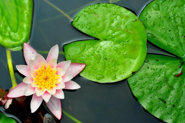 Wasserrosa Lilie mit geschlitzten Blättern