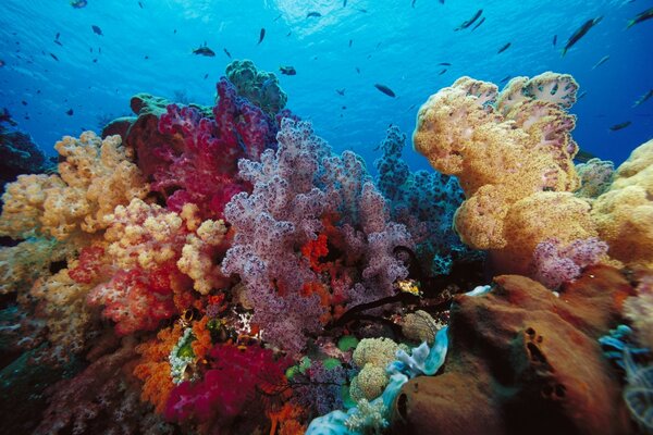 Arrecife de Coral en agua de mar