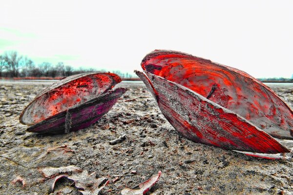 Conchas rojas de ostras en la arena