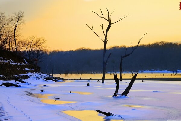 Tree trunks sticking out of the ice