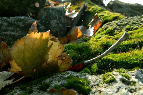 Leaves lie on stones with moss