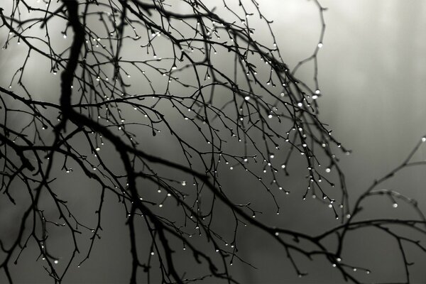 Des gouttes s écoulent de l arbre pendant le brouillard