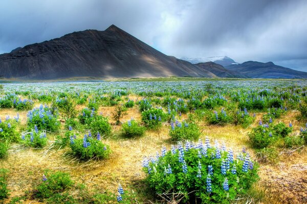 Paisaje de campo con flores en el fondo de las montañas