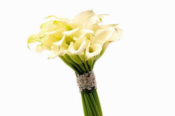 Callas bandés avec un ruban, en bouquet