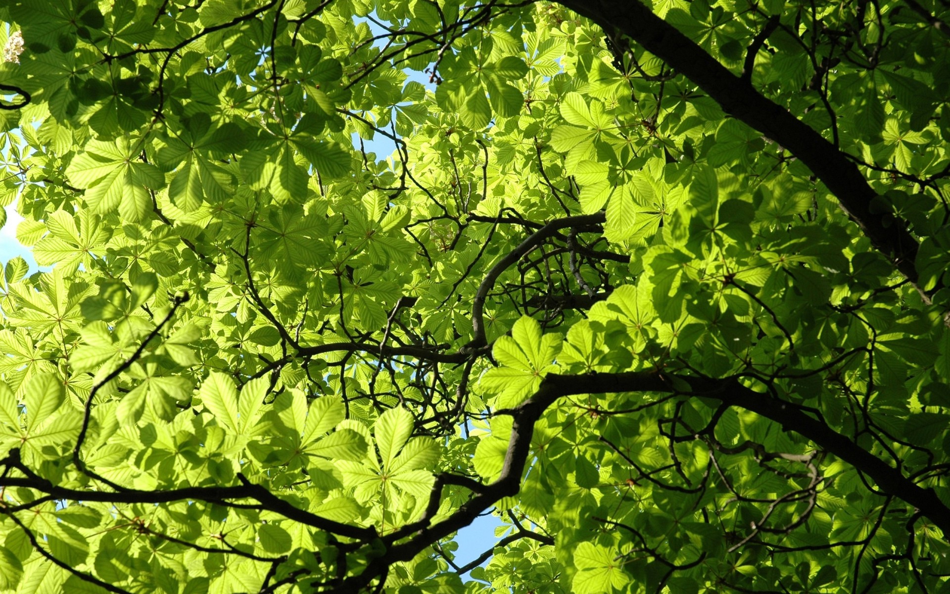 hoja planta verde castaño rama primavera