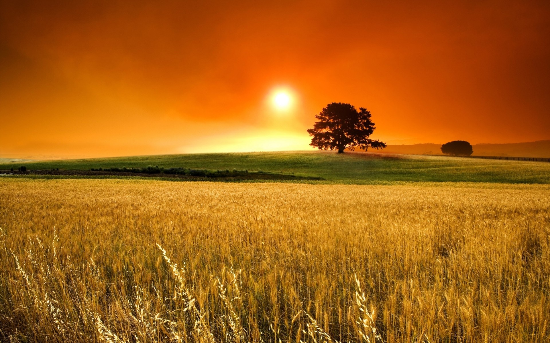 naranja árbol cereales niebla sol cielo campo