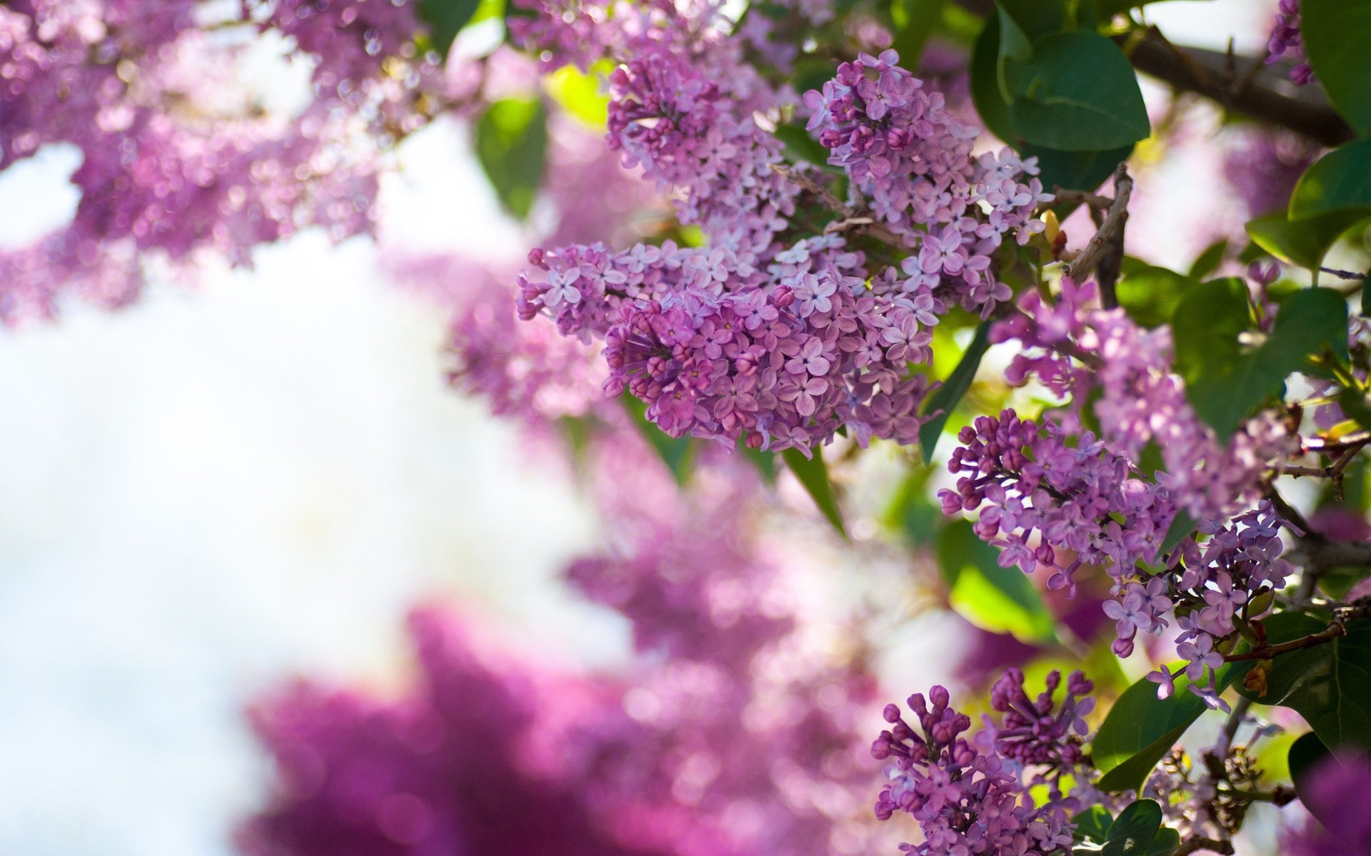 flieder himmel busch frühling blumen