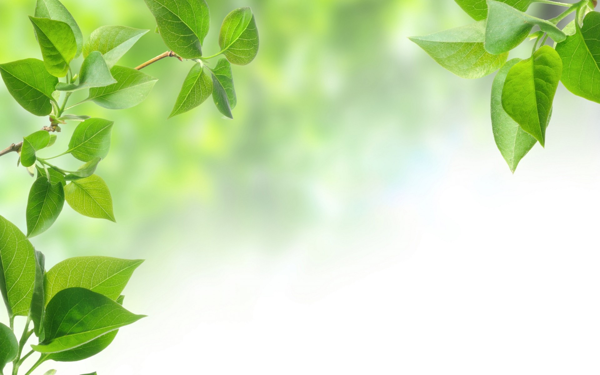 feuille branches printemps verdure