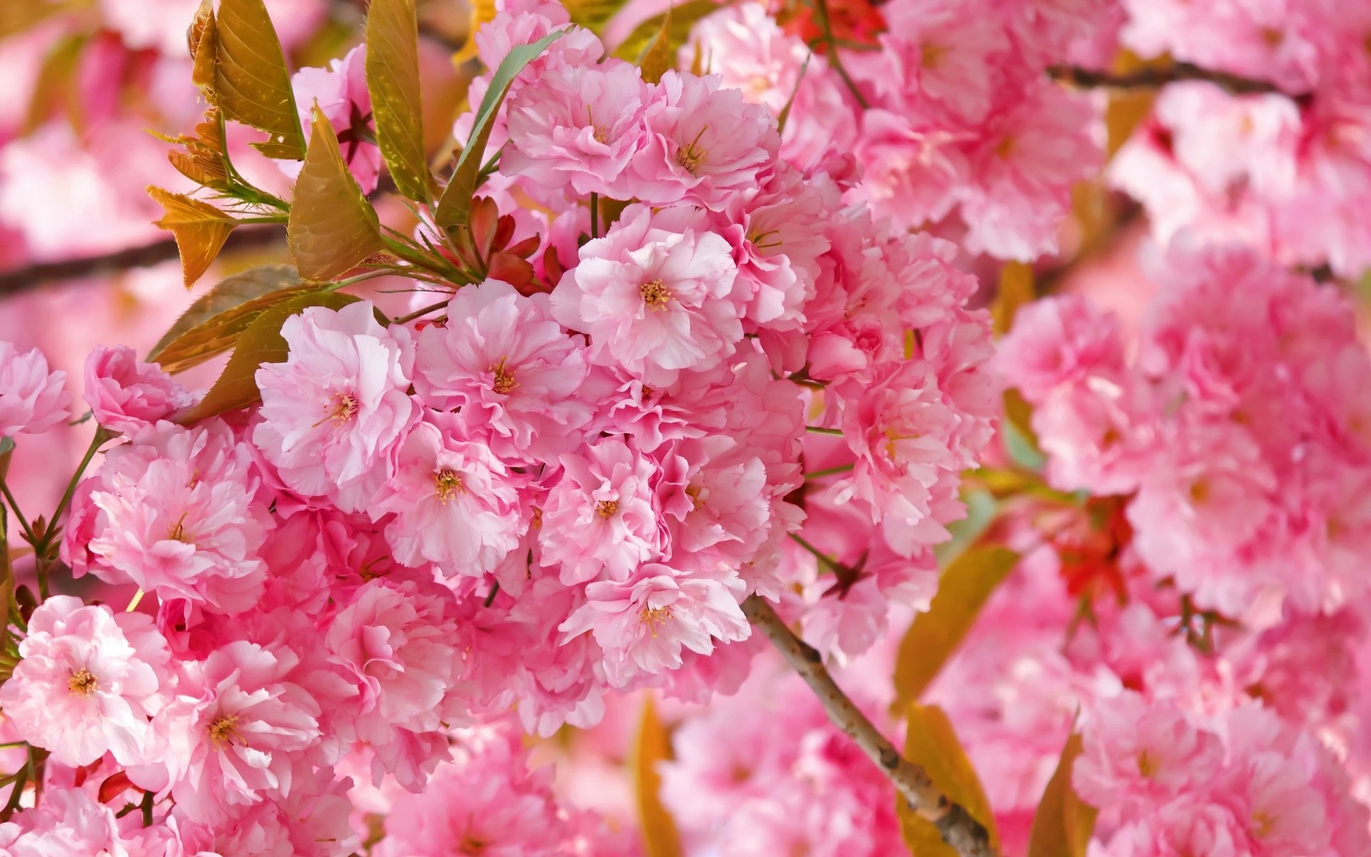 rosa primavera fiori sakura