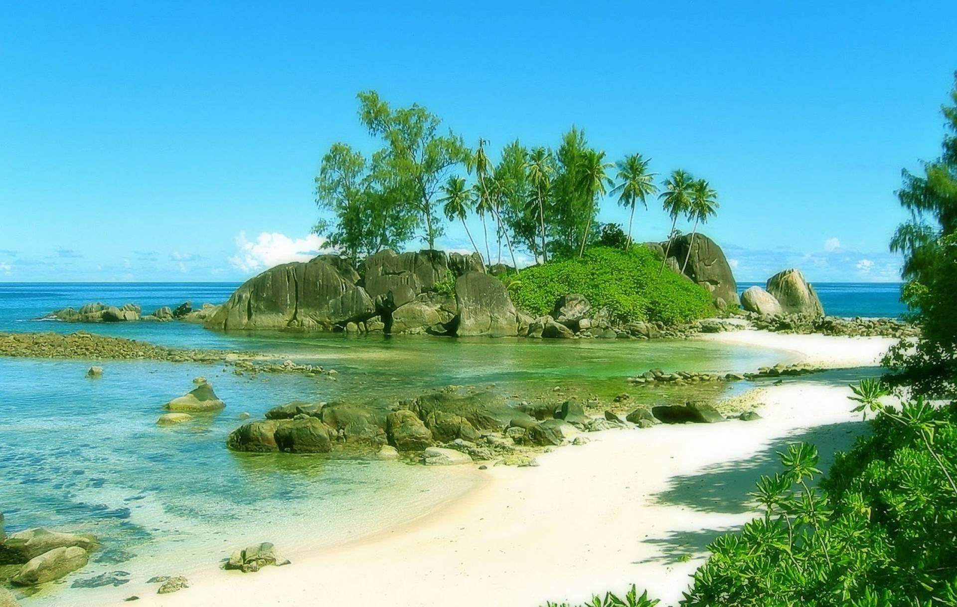 beach palm trees nature coast seychelles seychelle