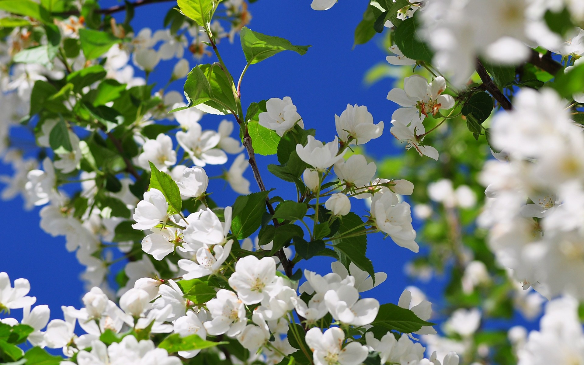 fruits bloom spring flower tree